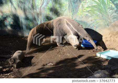 Giant anteater, large eating ant beast Giant anteater, large eating ant beast 37642773