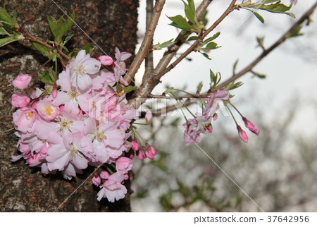 Cherry Blossoms Cherry Blossoms 37642956