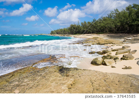 Turtle Bay Pacific Ocean Beach 37643585