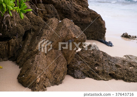 Hawaiian Crab on Rock 37643716
