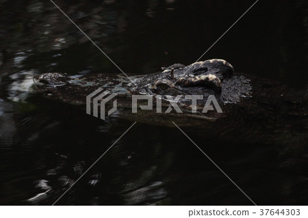 close up head crocodile in water close up head crocodile in water 37644303
