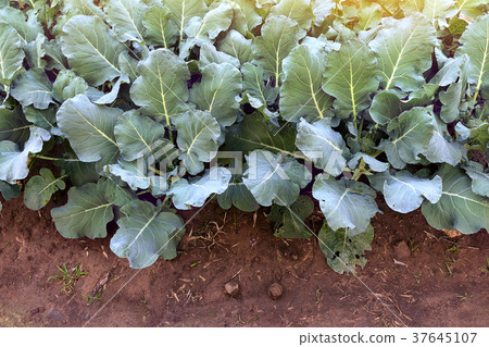 young broccoli plants grow in home garden. young broccoli plants grow in home garden. 37645107