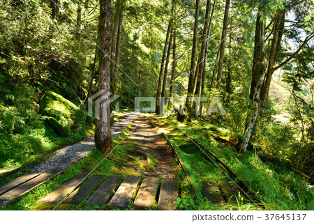Quiet, Fendo Fine, Forest Bath, Negative Ion, Relaxation, Breathing, Health, Comfort, Air Quality, See Qinghuai Ancient Trail, Trail, Forest Railway 37645137