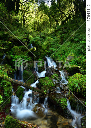 寧靜,芬多精,森林浴,負離子,舒壓,呼吸,健康,舒適,空氣品質,見晴懷古步道,步道,森林鐵路 37645142