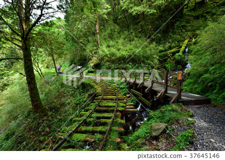 寧靜,芬多精,森林浴,負離子,舒壓,呼吸,健康,舒適,空氣品質,見晴懷古步道,步道,森林鐵路 37645146