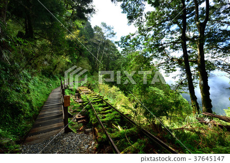 寧靜,芬多精,森林浴,負離子,舒壓,呼吸,健康,舒適,空氣品質,見晴懷古步道,步道,森林鐵路 37645147
