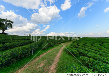 tea plantation with white cloud blue sky 37645474