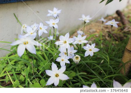 哈納花花 37645648