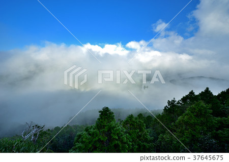 高山湖泊,湖,清晨,水,高山,山,山嵐,雲,霧氣,氣象,森林,太平山森林遊樂區,宜蘭縣,大同鄉 37645675