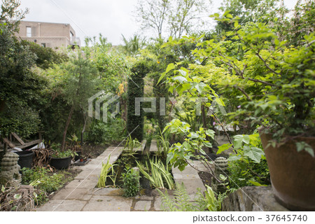 英國花園 英國花園 37645740