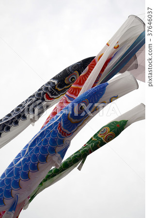    Carp streamer 37646037