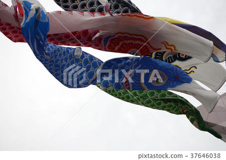    Carp streamer 37646038