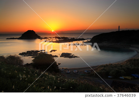 Sunrise Seagull Coast Sunrise Sunrise Dawn 37646039