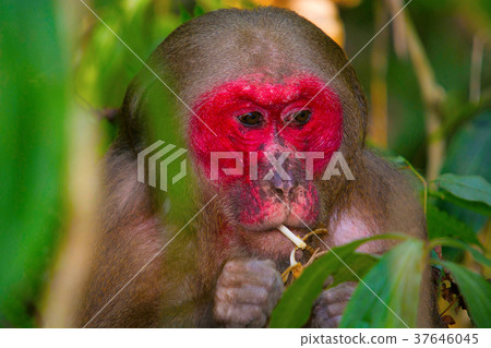 Stump-Tailed Macaque, Macaca arctoides Stump-Tailed Macaque, Macaca arctoides 37646045