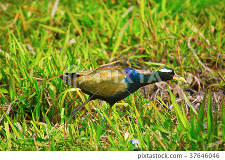 The pheasant-tailed jacana 37646046