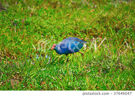 The purple moor hen or Western swamphen 37646047