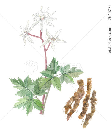 櫻花和根 櫻花和根 37646275