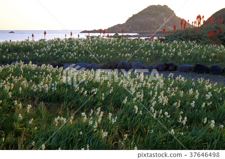 Tsumekizaki, a group of daffodils in winter Tsumekizaki, a group of daffodils in winter 37646498