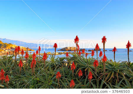 Tsumekizaki, a group of daffodils in winter Tsumekizaki, a group of daffodils in winter 37646503