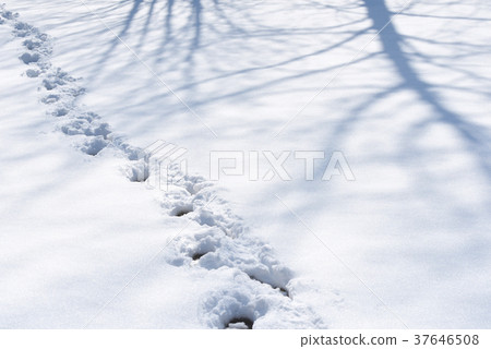 在雪地上的腳印 在雪地上的腳印 37646508