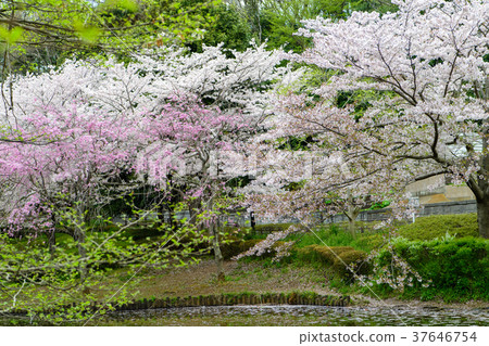 Hanashima公園的櫻花 Hanashima公園的櫻花 37646754