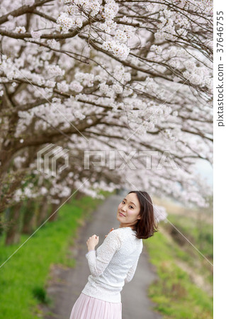 櫻花日期 櫻花日期 37646755