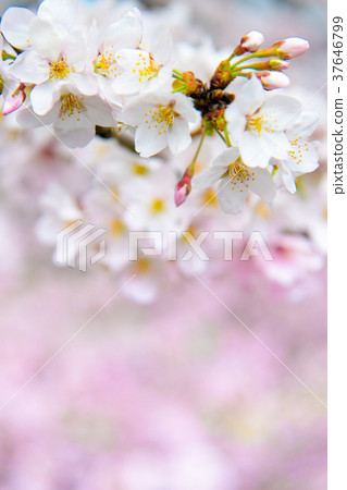 Somei Yoshino Sakura Somei Yoshino Sakura 37646799