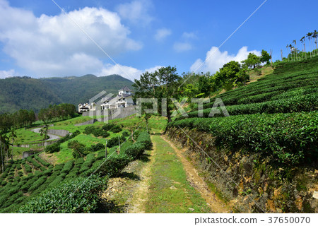 茶葉,茶園,農業,農作物,種植,農村,木屋,房子,山坡,山丘,丘陵,草地,藍天,白雲,鄉村景觀 37650070