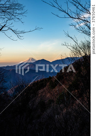 黎明時分的富士山 37650461