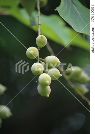 Fruit of Hakuunboku Fruit of Hakuunboku 37650598