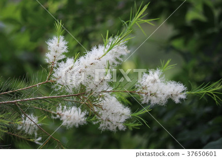 Medical tea tree Medical tea tree 37650601