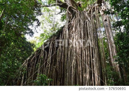 Curtain Fig tree 37650691
