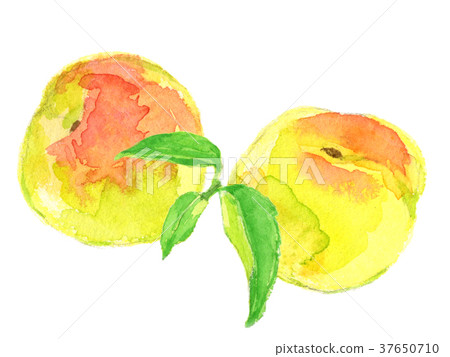 Ome watercolor illustration 37650710