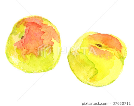 Ome watercolor illustration 37650711