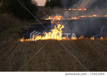 dry field burning flame 37651009