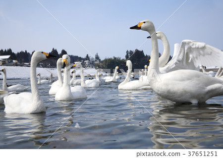 新潟縣三條市的天鵝 新潟縣三條市的天鵝 37651251