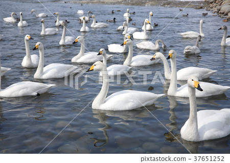 新潟縣三條市的天鵝 37651252