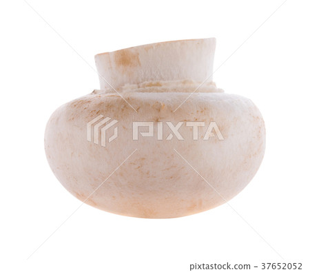 white Mushroom champignon isolated on white white Mushroom champignon isolated on white 37652052