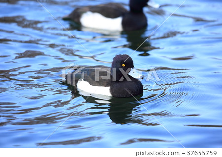 Kinkrochasshuro 37655759