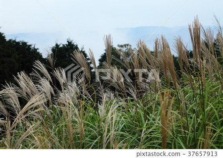 Susuki of the Iwao Plateau 37657913