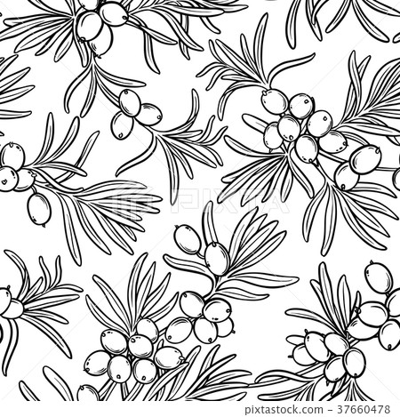 sea buckthorn seamless pattern sea buckthorn seamless pattern 37660478