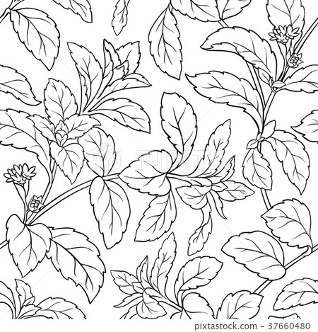 stevia seamless patter stevia seamless patter 37660480
