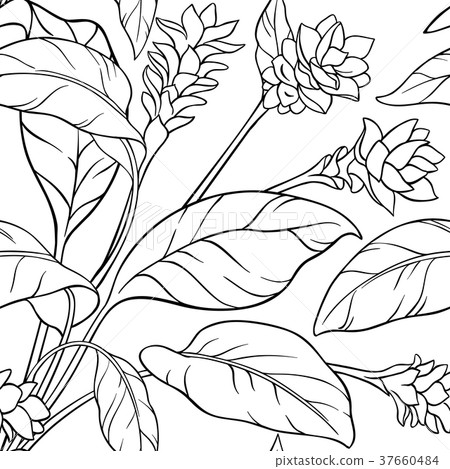 turmeric seamless pattern 37660484