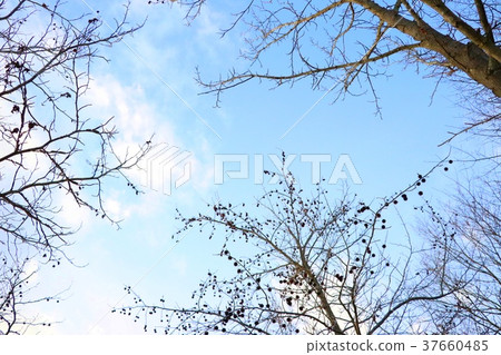 冬天的天空 冬天的天空 37660485