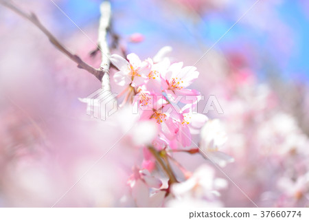 紅葉的櫻花和藍天背景 紅葉的櫻花和藍天背景 37660774