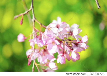 紅葉的櫻花和油菜籽背景 37660775