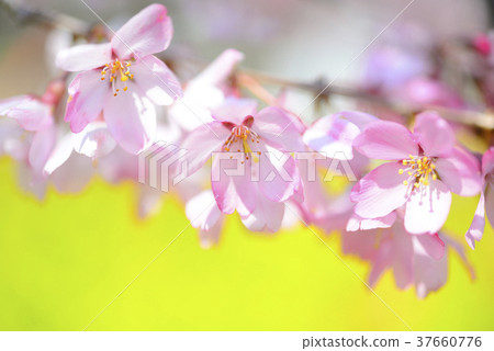 Koede cherry blossoms up 37660776