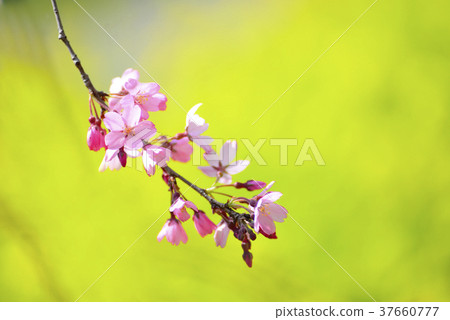 Red-leafed cherry blossoms and rapeseed background 37660777
