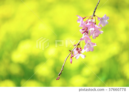 Red-leafed cherry blossoms and rapeseed background 37660778