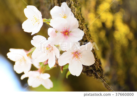 Cherry blossoms blooming from tree trunks 37660800